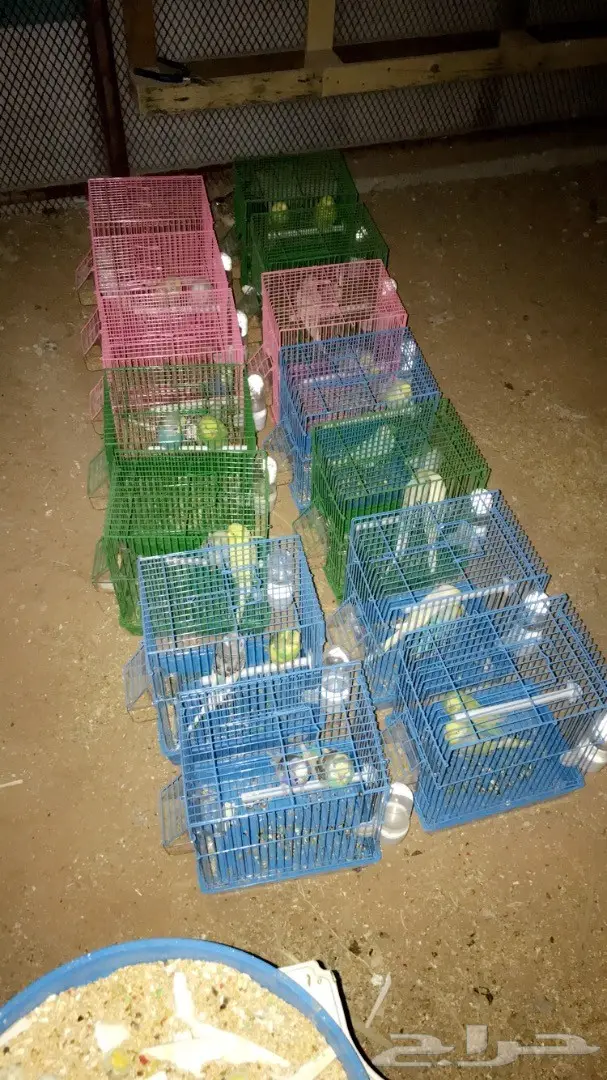 طيور حب بادجي للبيع عدد 14 جوز  (image 14)