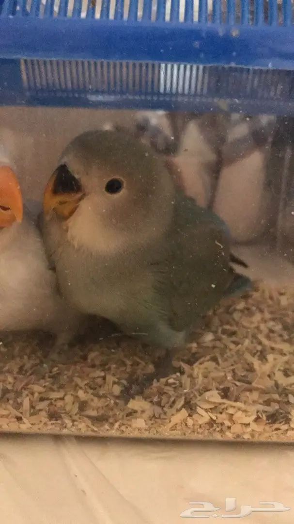 فرخين روز و فرخ كروان 