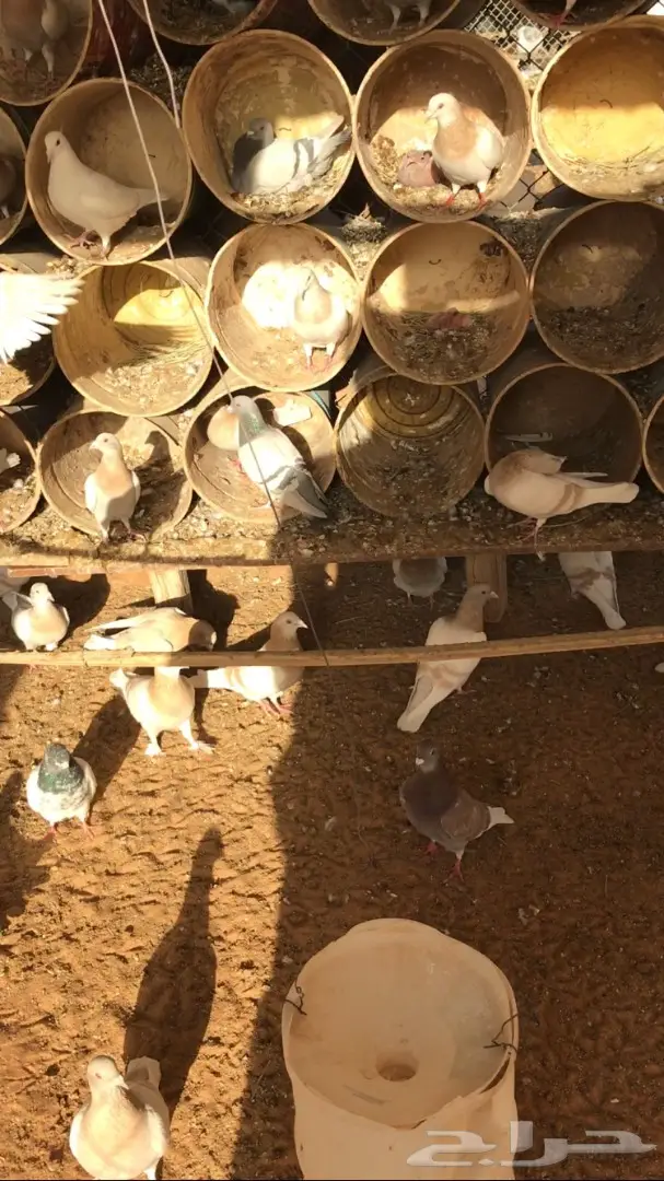 حمام زاجل (image 5)