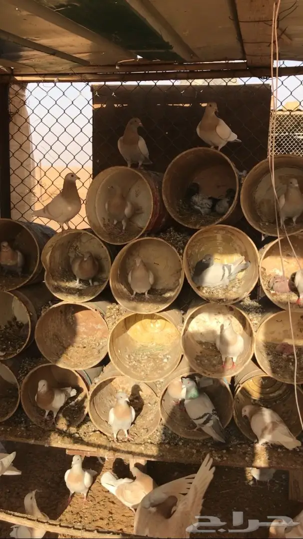 حمام زاجل (image 7)