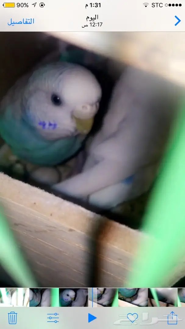 جوز باذجي هولندي مع 4 بيضات (image 1)