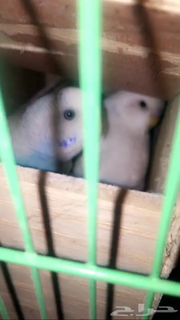 جوز باذجي هولندي مع 4 بيضات (image 2)