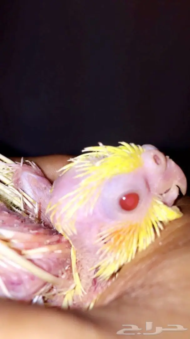 فرخ كروان مع الاكل والابره 