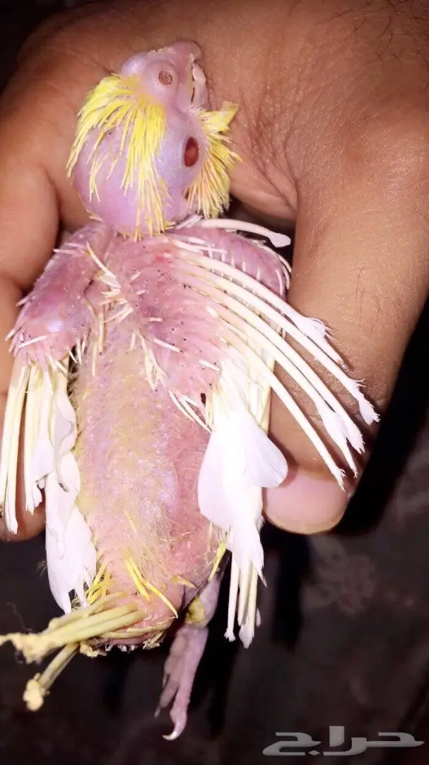 فرخ كروان مع الاكل والابره  (image 2)