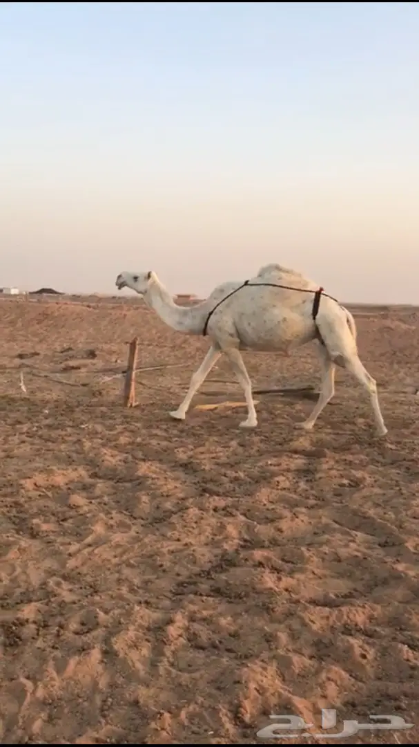 ناقه طيبه معشر للبيع