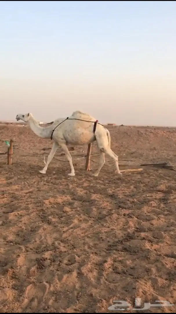 ناقه طيبه معشر للبيع (image 1)