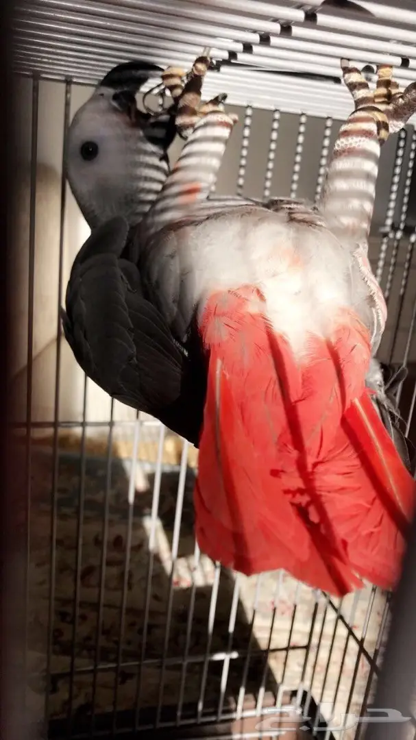 فرخ كاسكو جامبو و طفرة نادرة  (image 10)