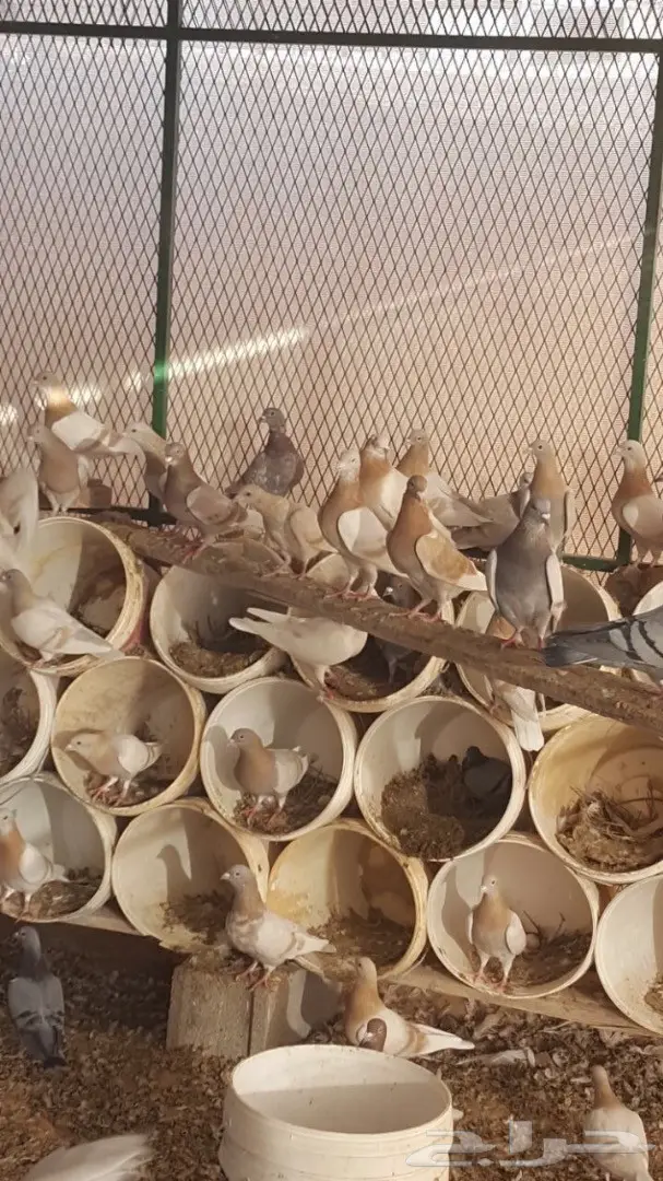 للبيع زاجل كريمي جانبو