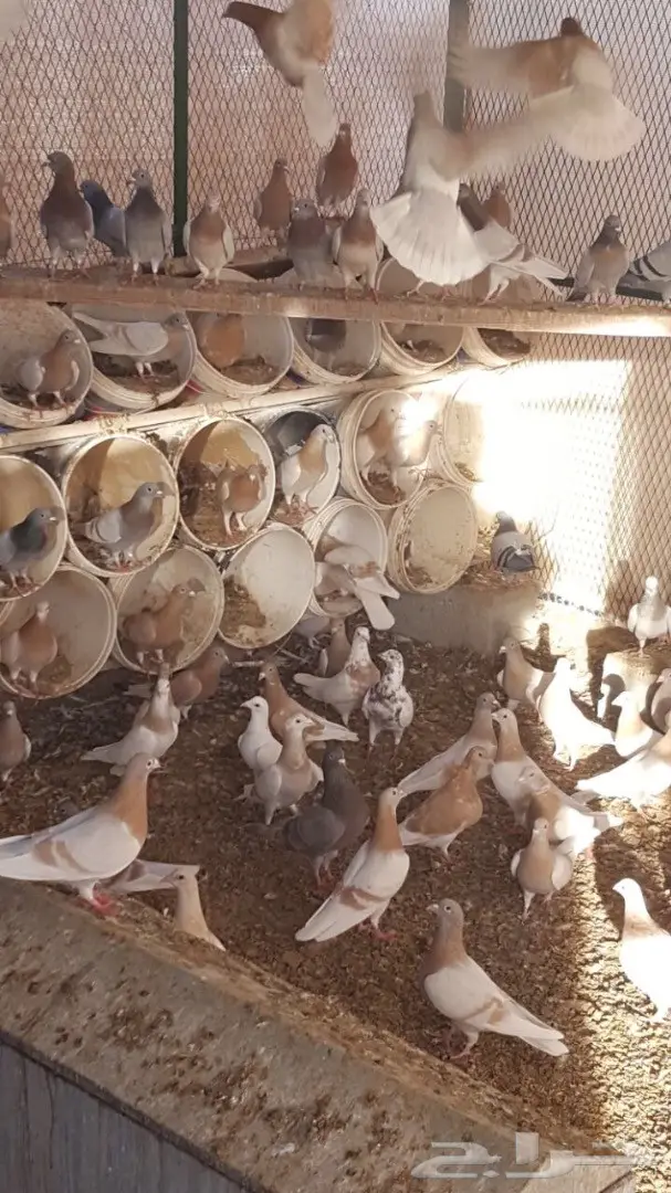 للبيع زاجل كريمي جانبو (image 1)