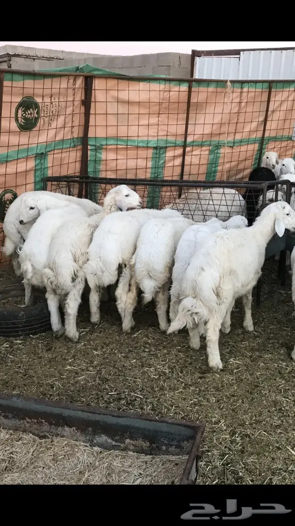 خرفان حريات (image 2)