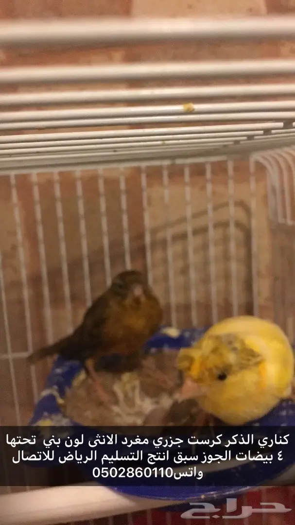 جوز كناري منتج تحته 4بيضات لون روعه