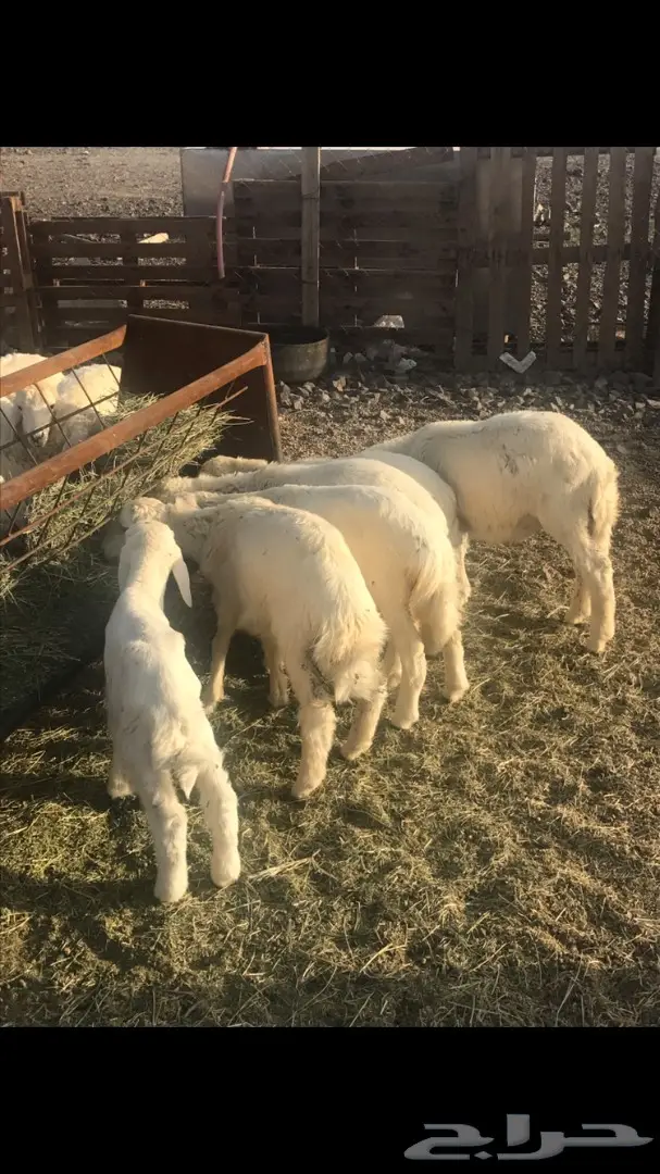 بهم حريه طليان رخال