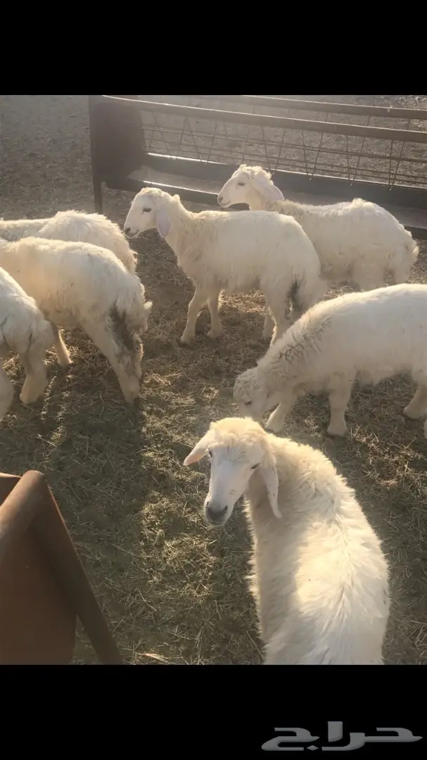 بهم حريه طليان رخال (image 2)