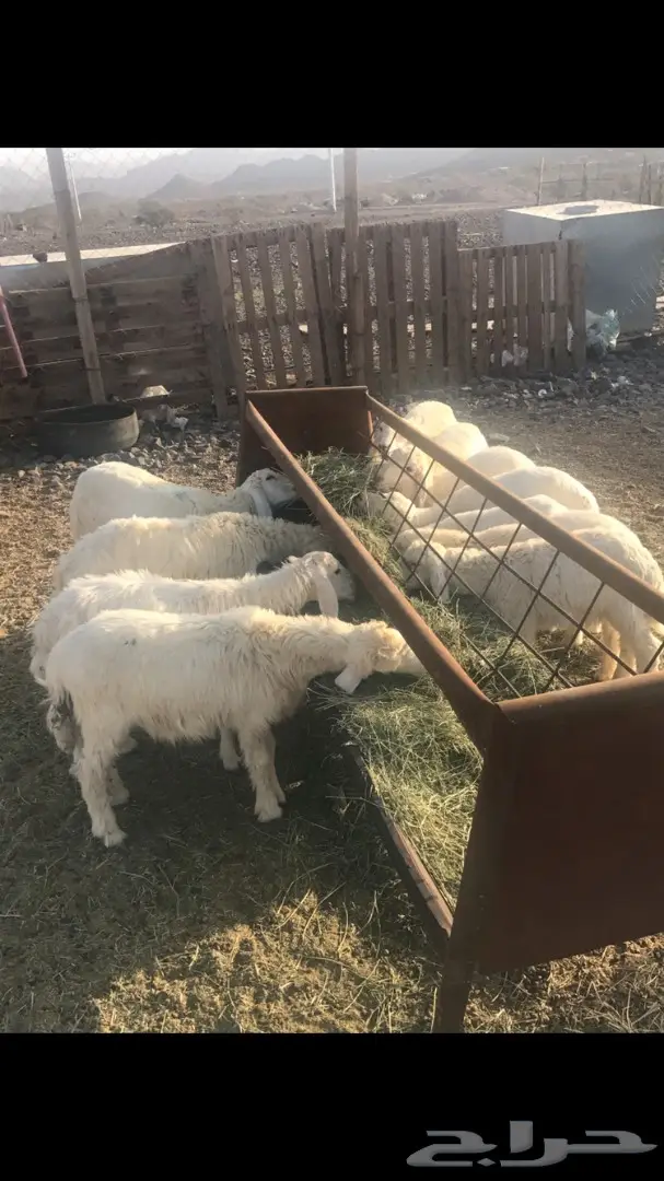 بهم حريه طليان رخال (image 3)