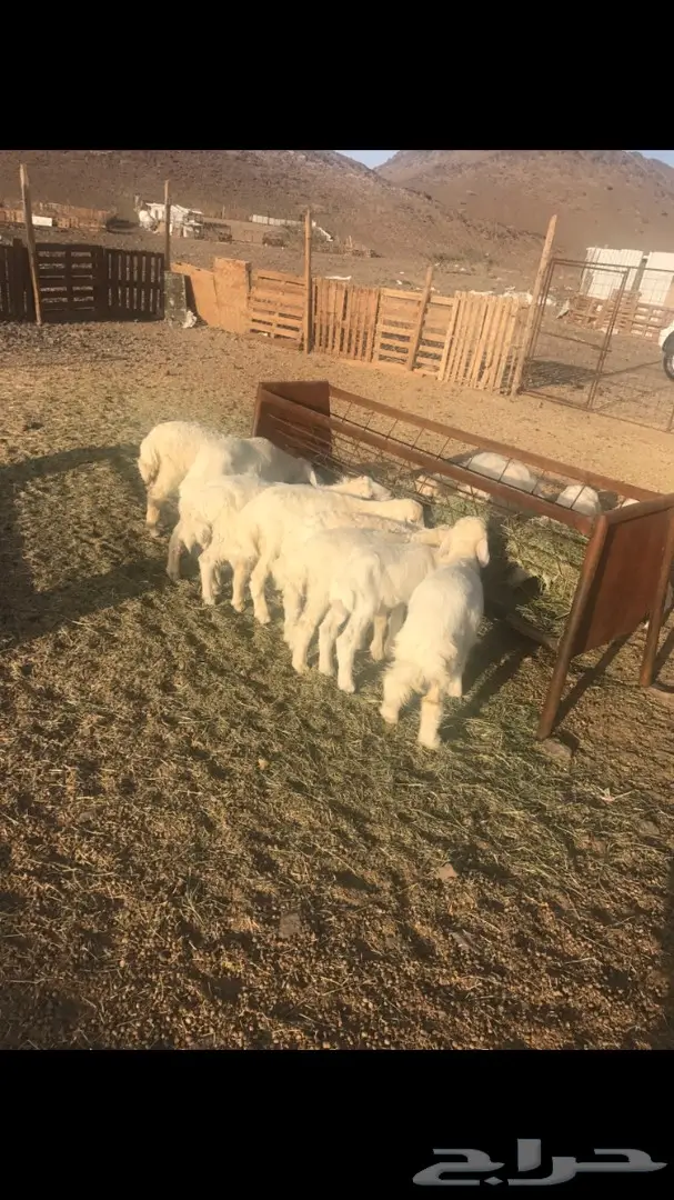 بهم حريه طليان رخال (image 6)