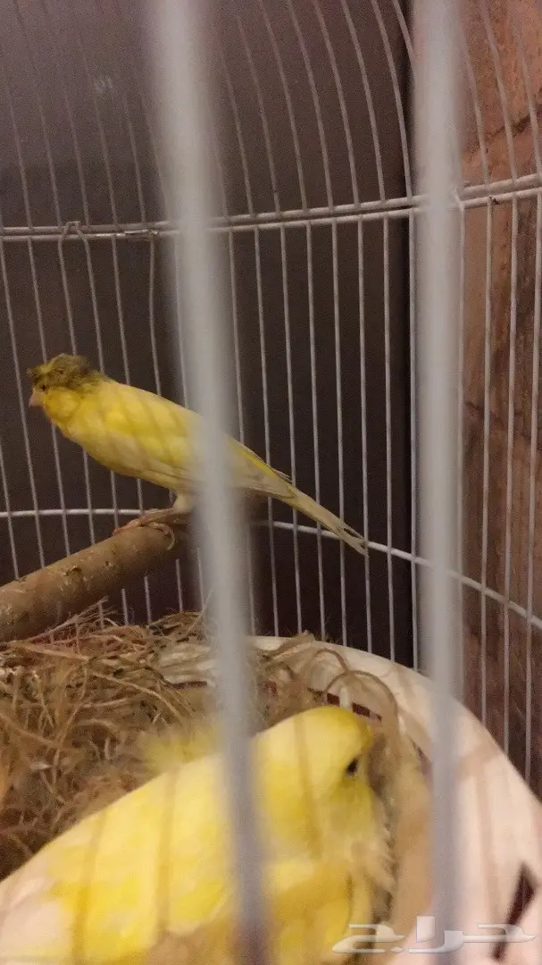 جوز كناري تحته 4 بيضات لون اصفر