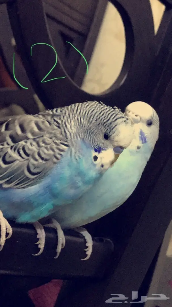 للبيع طيور بادجي جميله 