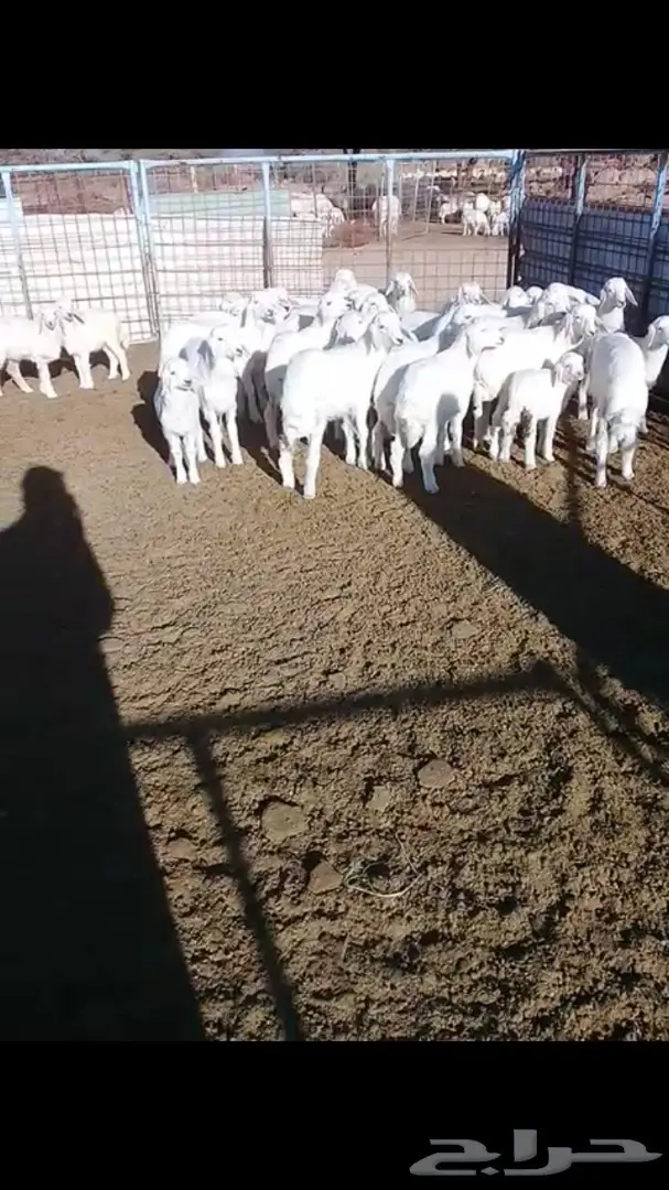 غنم حريات منوه القناى 