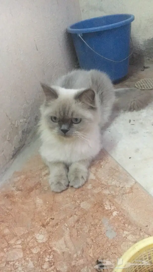 قطط هملايا (image 3)