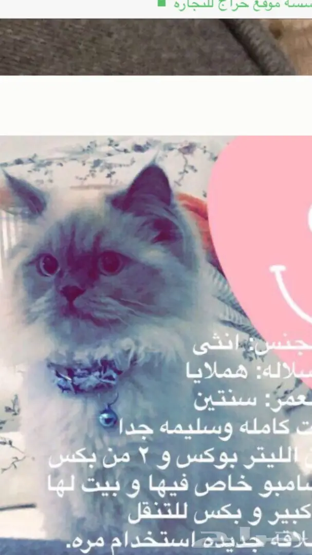 قطط هملايا (image 4)