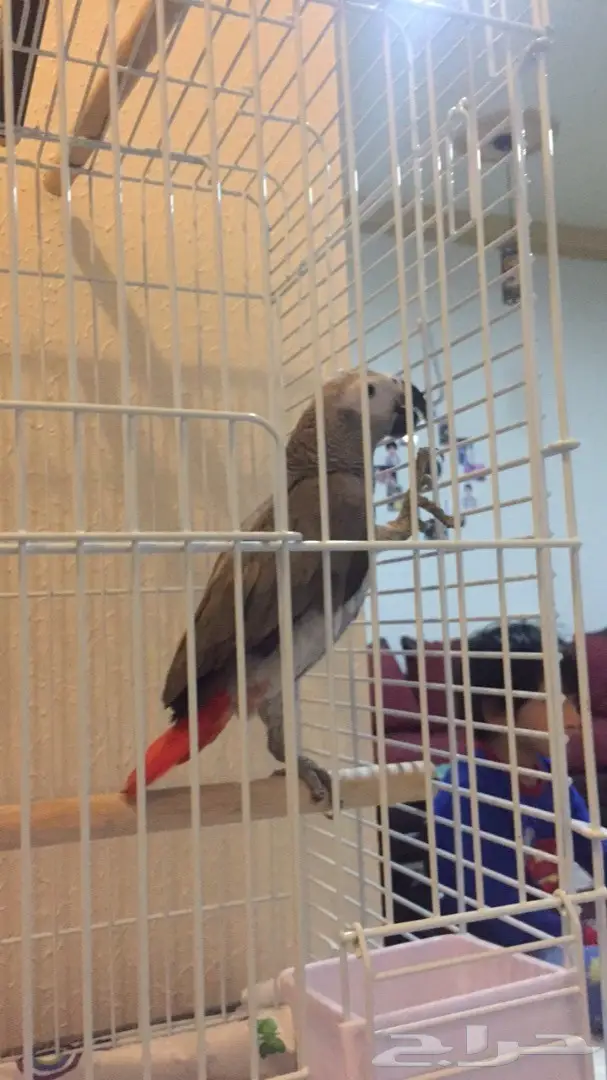 كاسكو صيد فرخ  (image 3)