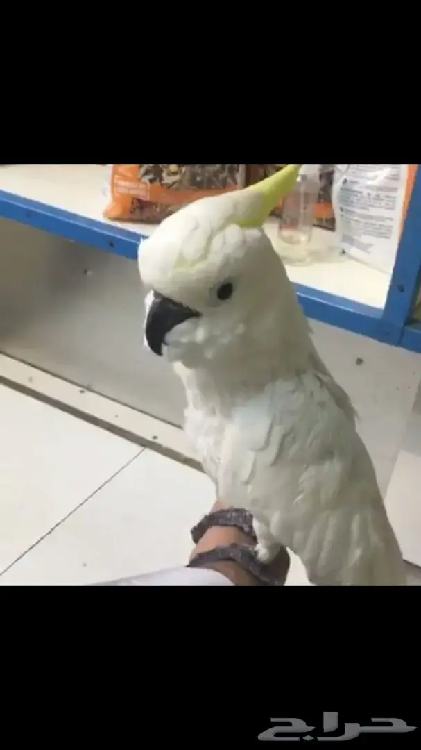 ببغاء كاكاتو امريكي