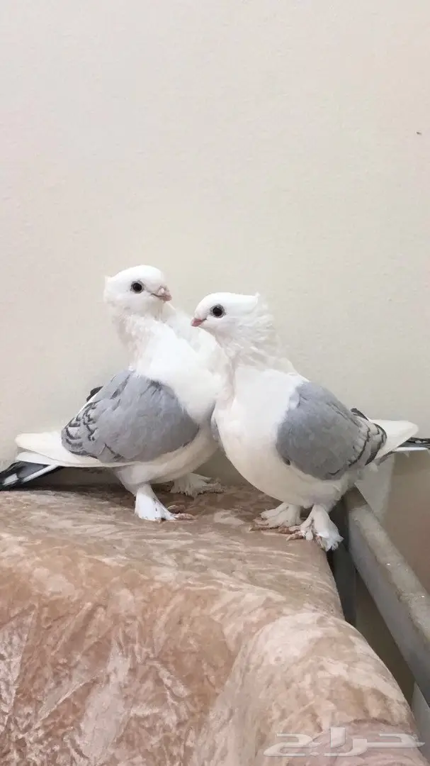 توب - طبه حب رمان ازرق حصري! (image 1)