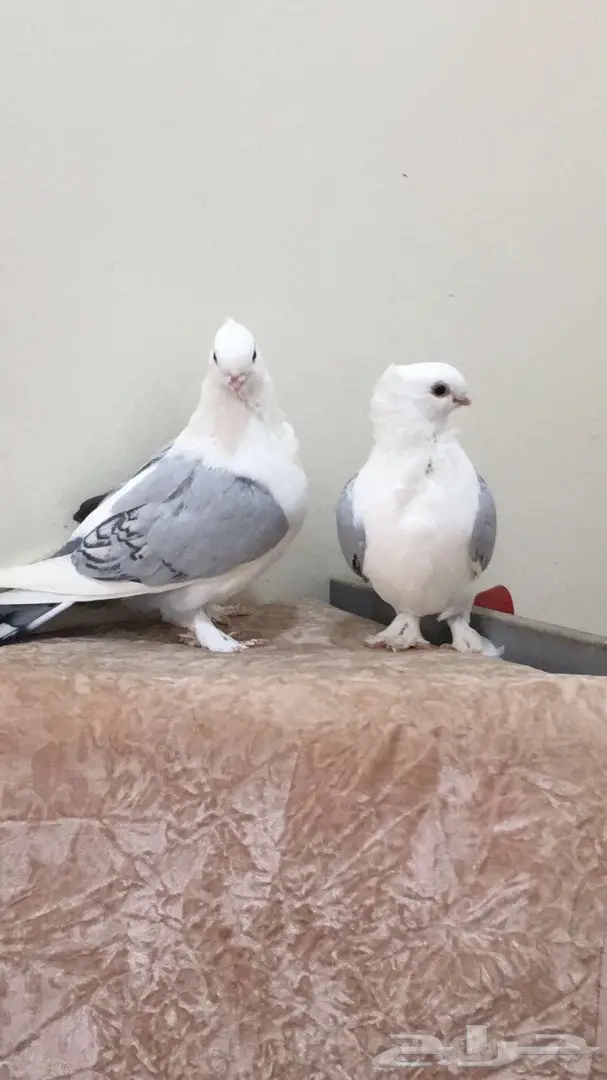 توب - طبه حب رمان ازرق حصري! (image 4)