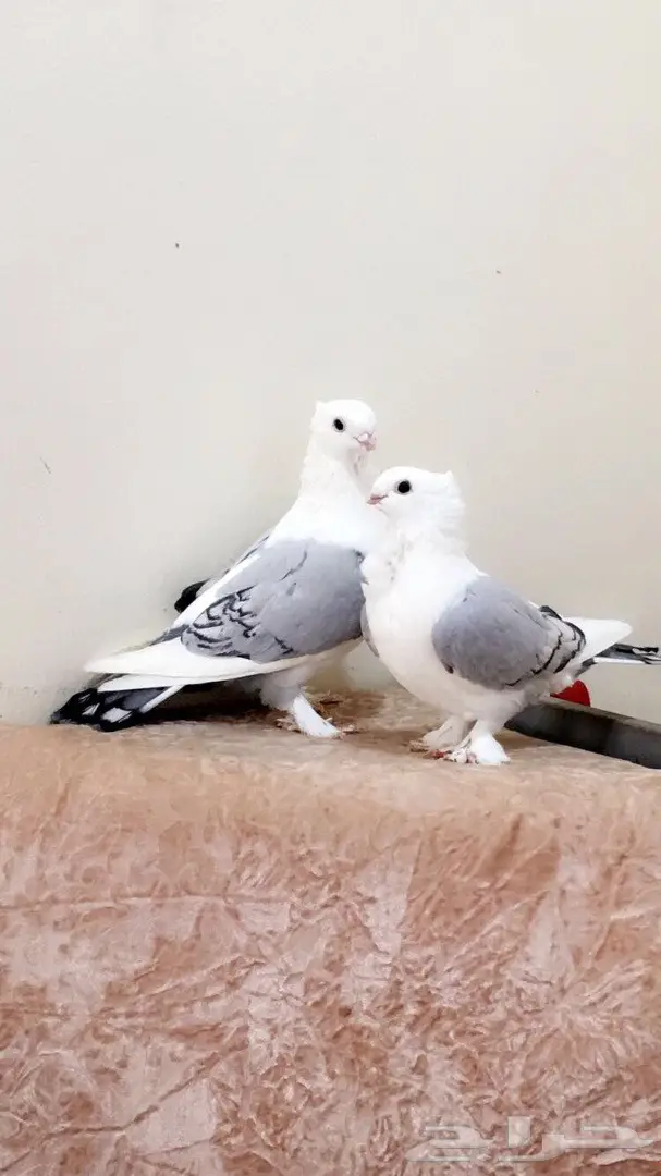 توب - طبه حب رمان ازرق حصري! (image 5)