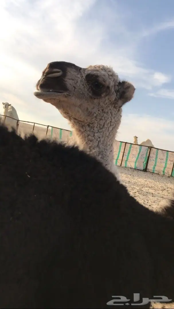 خلفه شقحاء حدرها بكره كفو