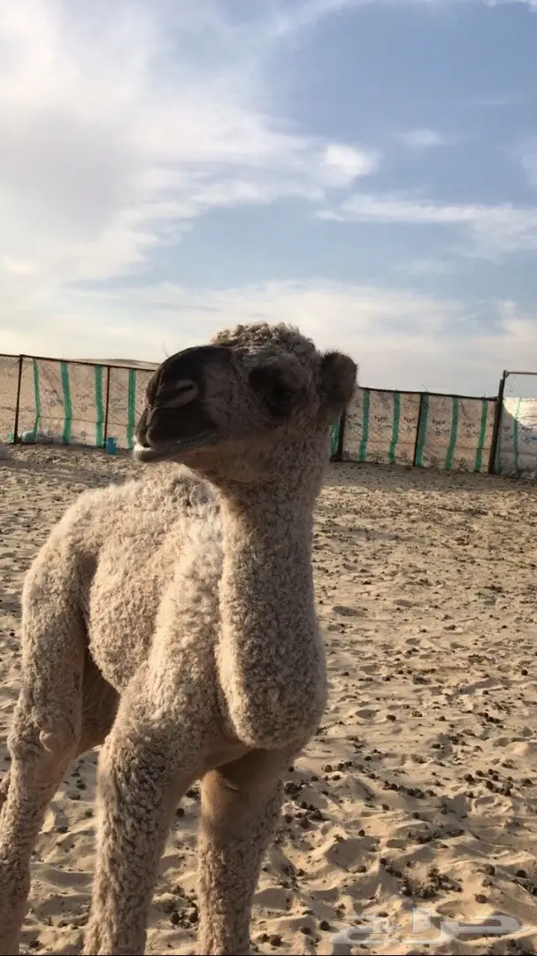 خلفه شقحاء حدرها بكره كفو (image 1)