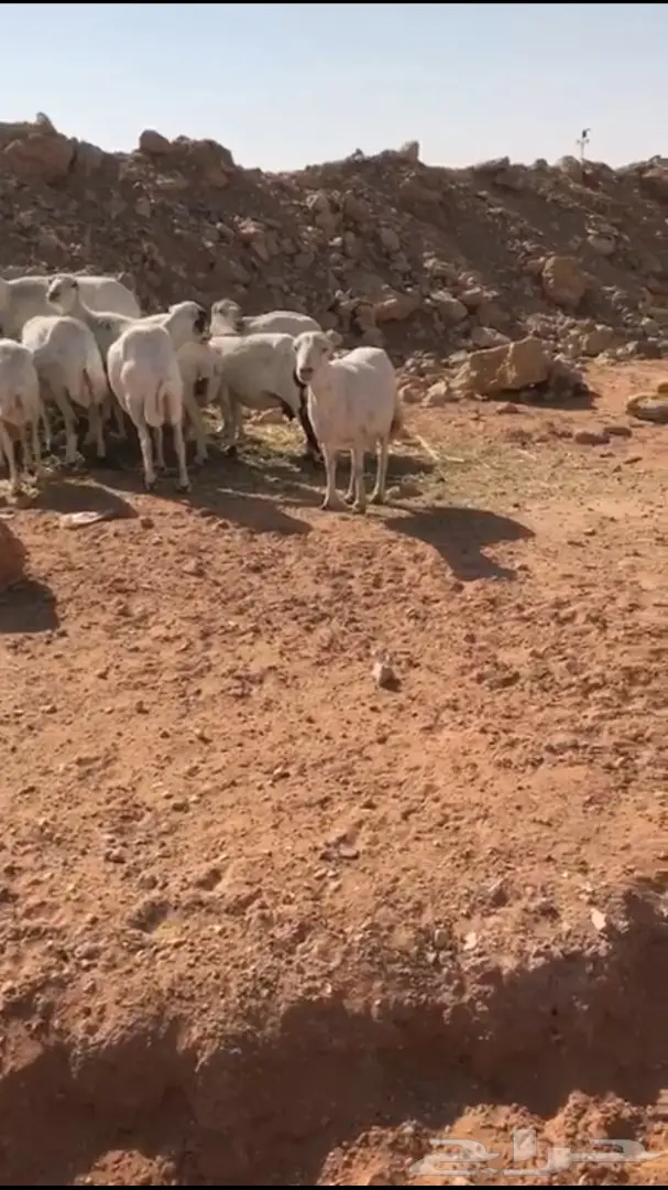 للبيع ضان رفد السوم  160 ريال (image 1)