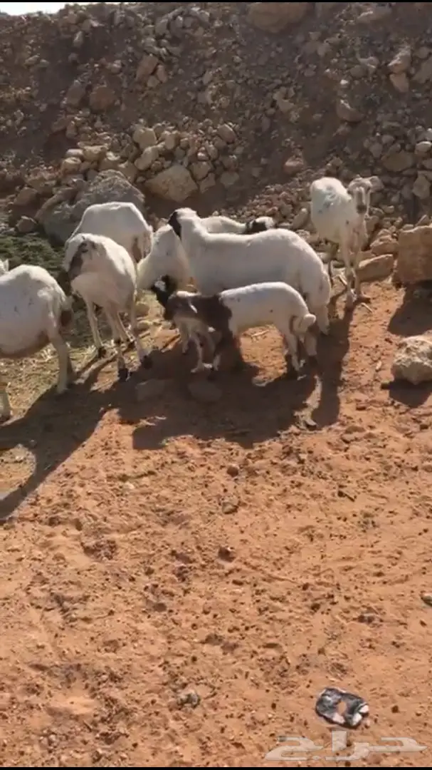 للبيع ضان رفد السوم  160 ريال (image 2)