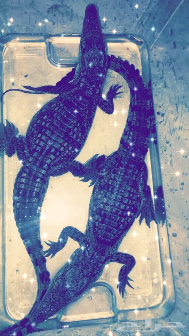 تماسيح أفريقية ونيلية فريدة للبيع! (image 1)