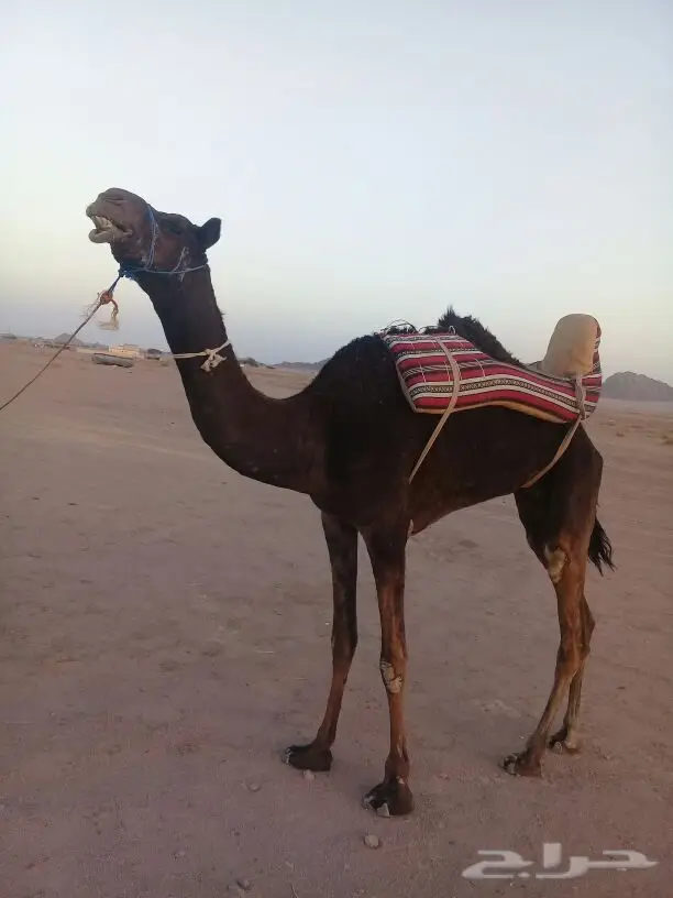 للبيع رحول مجهم رسن فقط سليمه من العذاريب ال (image 0)