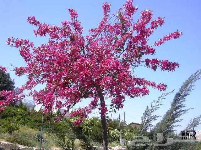 بذور خف الجمل لزراعة (image 3)