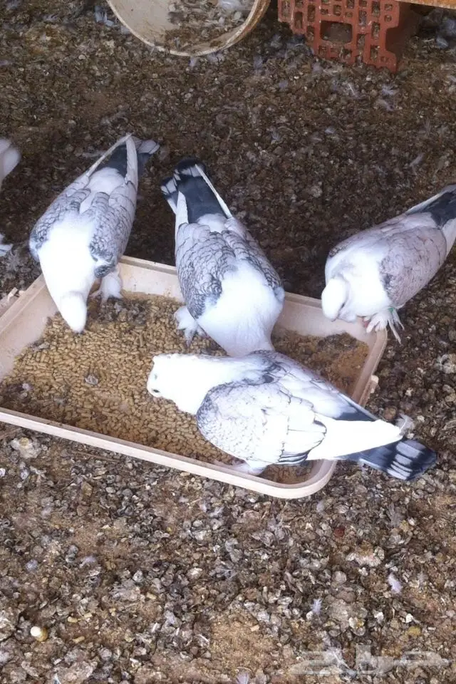 خمس ازواج حب رمان