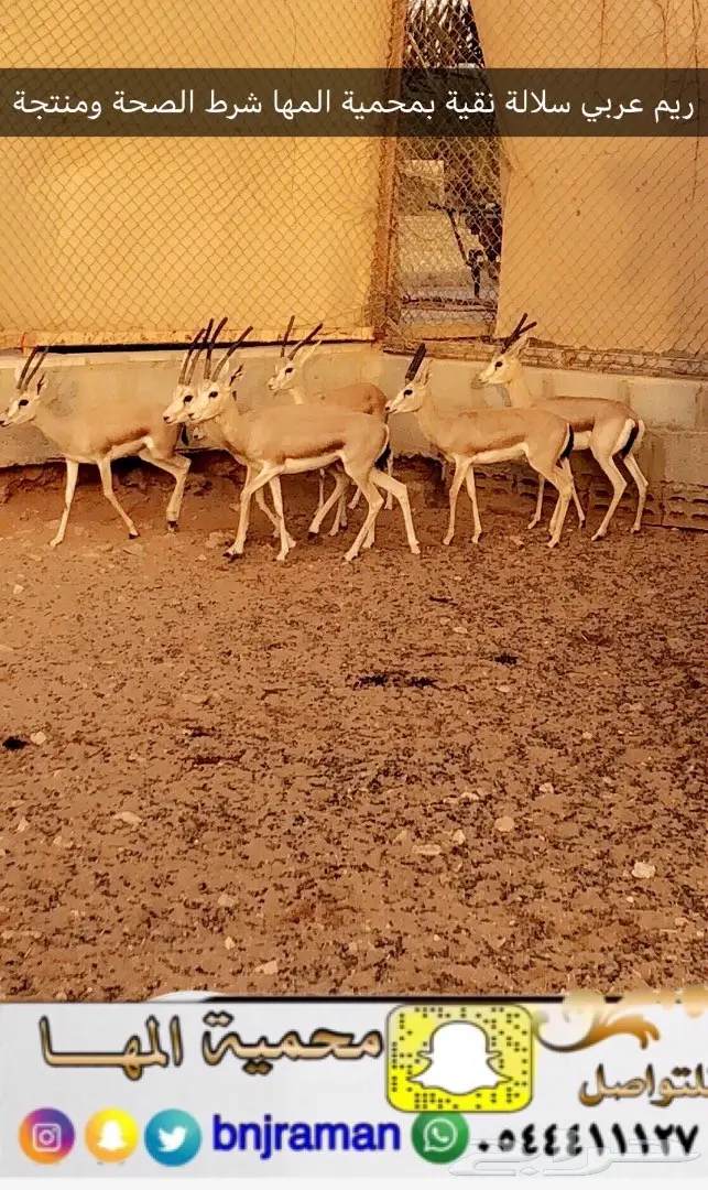 مارا ومها وفيرن (image 1)