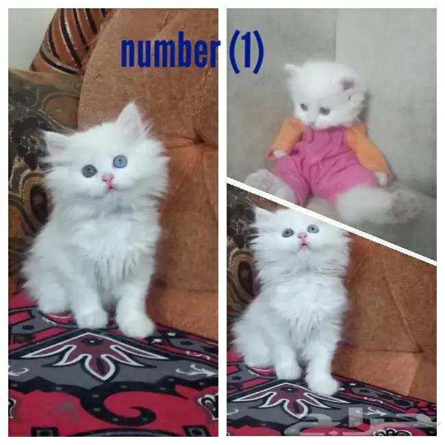 (( 7 )) قطط صغيرة مون فيس للبيع