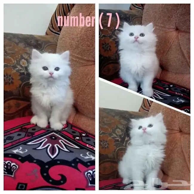 (( 7 )) قطط صغيرة مون فيس للبيع (image 6)