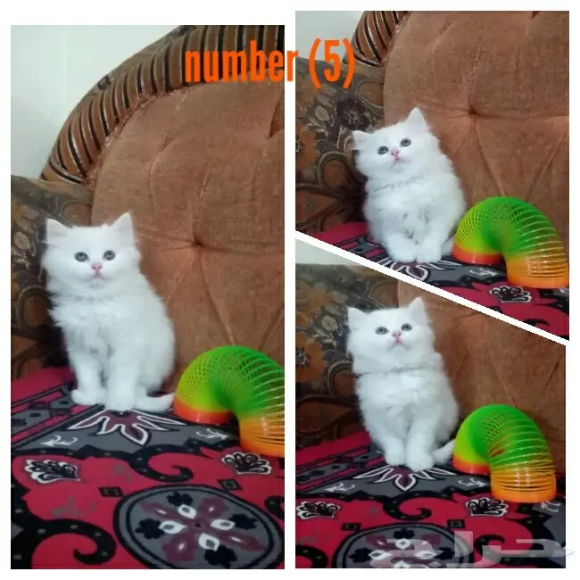 قطط شيرازي صغيرة للبيع (image 4)