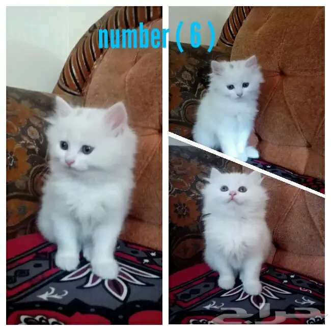 قطط شيرازي صغيرة للبيع (image 5)
