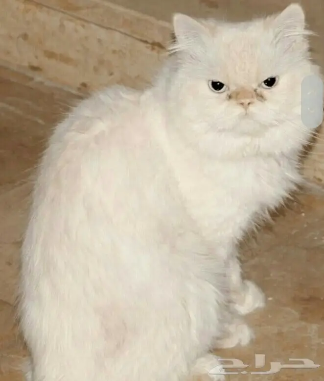 فحل هيمالايا هاف بيكي اورانج (image 5)