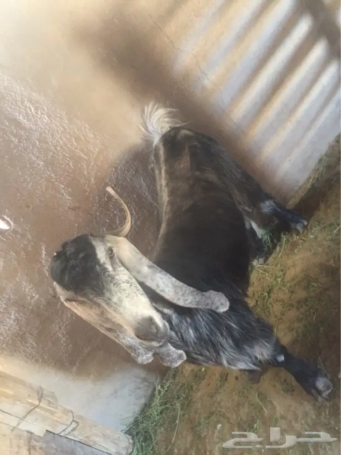 عنز للبيع معها تيس (image 1)