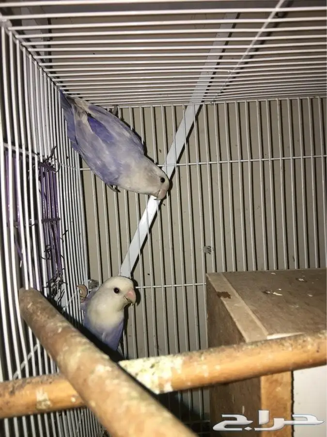 زوج روز باليد