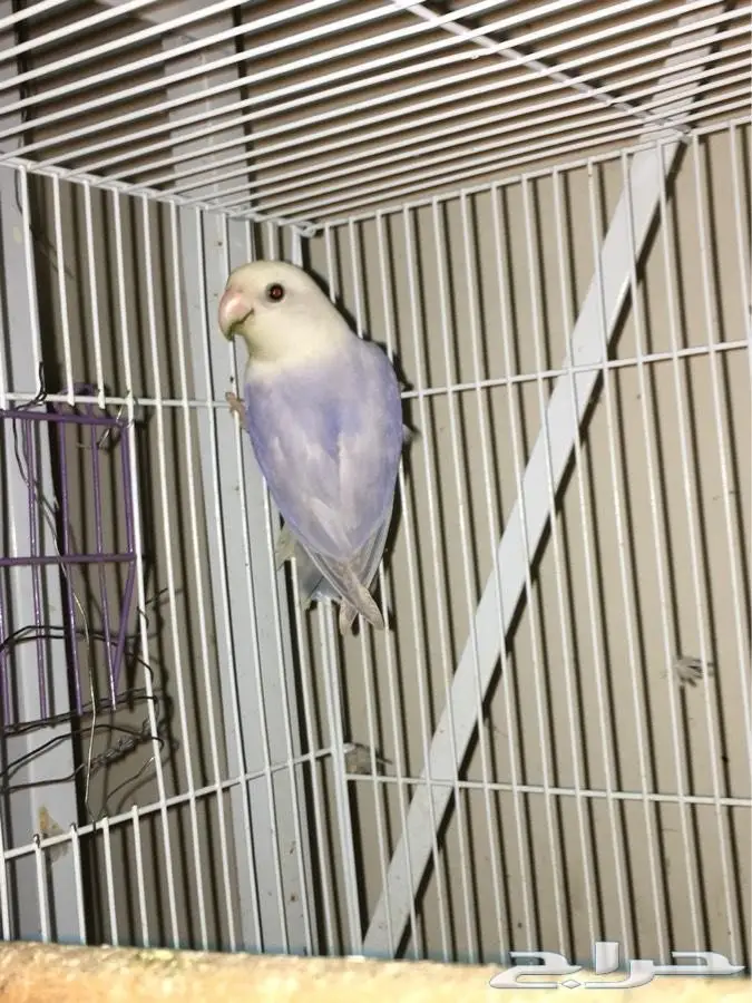 زوج روز باليد (image 1)