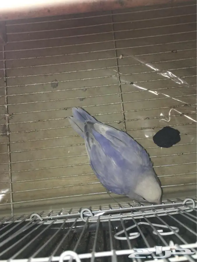 زوج روز باليد (image 2)