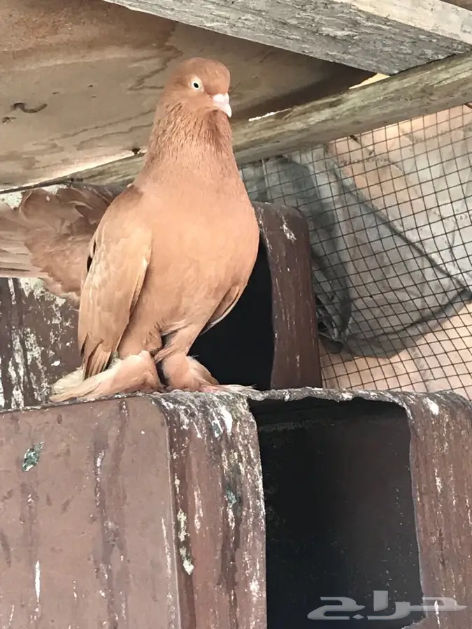 جوز كرنقو (image 8)