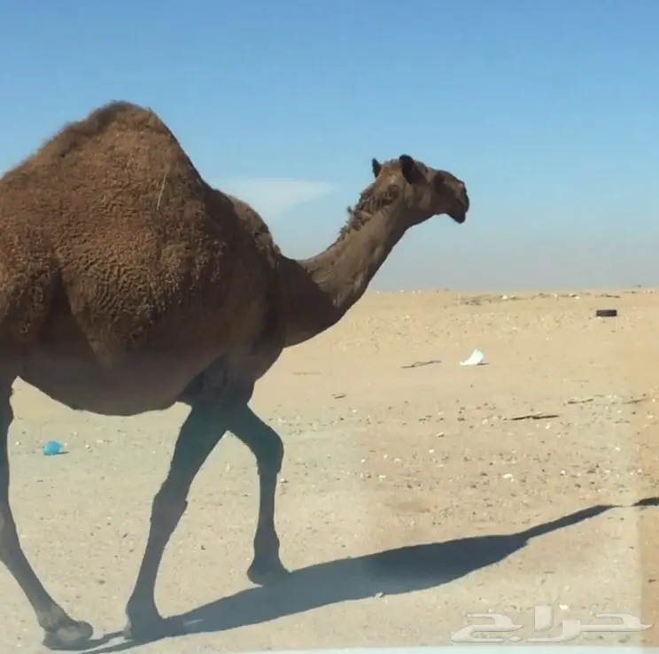 لقحه شعلاء ثنو (image 1)