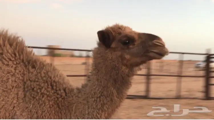 للبيع: خلفة برية منيحة مسوح - فرصة استثنائية! (image 2)